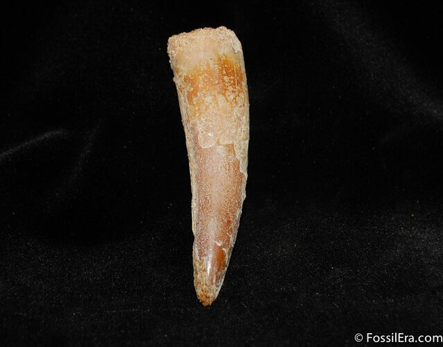Well Preserved Spinosaurus Tooth From Morocco #306